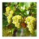 Vitis vinifera wit/blanc