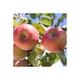 Malus d.  appels/pommiers