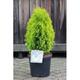 Thuja occ. 