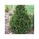 Thuja plic. 