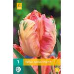 Tulipa Apricot Parrot  (7 pièces)