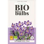 Crocus 'Tommasinianus Ruby' - bio flowerbulbs