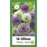 Allium violett/weiß für 1 m² (40 stück)