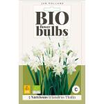 Bio Narzisse 'Triandrus Thalia' - Bio Flowerbulbs (5 stück)