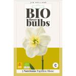 Narcisse Papillon Blanc - bio flowerbulbs