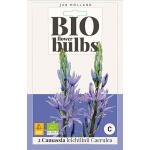 Bio Camassia 'Leichtlinii Caerulea' - bio flowerbulbs (2 stück)