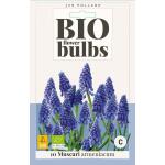 Bio Muscari 'Armeniacum' - bio flowerbulbs (10 stück)