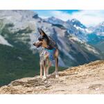 Harnais pour chien Kurgo Journey Air noir - XS