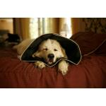 Collerette pour chien Comfy Cone noire - XXL