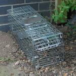 Cage de capture pour rats - 44x19x19 cm