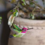 Colibris anna en bois de tilleul - Fabrication artisanale