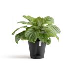 ECOPOTS Venice 2 Ø 30 cm  - anthracite