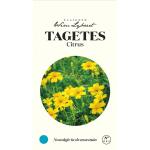 Tagetes Citrus - graines Wim Lybaert