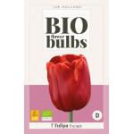 Tulipa Escape - Bio flowerbulbs