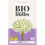 Allium Nigrum - Bio flowerbulbs