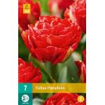 Tulipa Pamplona (7 pièces)