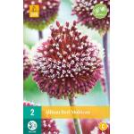 Allium Red Mohican (2 pièces)