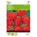 Fraises Grandian F1 - Fragaria x ananassa