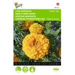 Niedrige Studentenblume Golden Age - Tagetes erecta