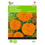 Rose d’Inde Hawaii, orange - Tagetes erecta