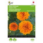 Studentenblume Hawaii, orange - Tagetes erecta