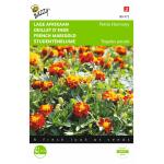 Oeillet d’Inde Petite Harmony - Tagetes patula