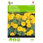 Oeillet d’Inde Petit Yellow - Tagetes patula