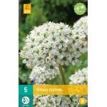 Allium Nigrum - à grandes fleurs (5 pièces)