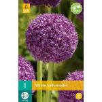 Allium Ambassador - à grandes fleurs (1 pièces)