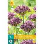 Allium atropurpureum - 5 bulbes