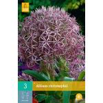 Allium christophii - Zierlauch