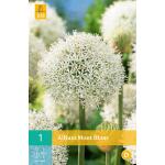 Allium Mont Blanc