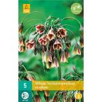 Allium (nectaroscodum) siculum - 5 bulbes