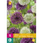 Allium Lilas/Blanc Mix