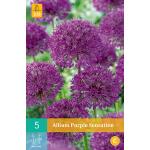 Allium Purple Sensation - 5 Stück