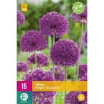 Allium Purple Sensation - 15 Stück (15 stück)