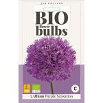 Allium Purple Sensation - Bio flower bulb (5 pièces)