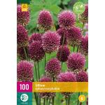 Allium sphaerocephalon Zierlauch - 100 Stück (100 stück)