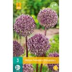 Allium Summer Drummer (3 pièces)