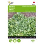 Winterendivien Eskariol Grüner - Cichorium endivia