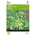 Chicorée scarole Grosse Bouclée - 2 - Cichorium endivia