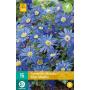 Anemone blanda 'Blue Shades' - anemone (15 stück)