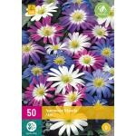 Anemone blanda mix (50 stück)