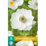 Anemone cor. Bride (15 pièces)