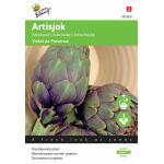 Artischocken Violet de Provence - Cynara cardunculus var. scolymus