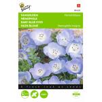 Hain blume Blau - Nemophila insignis