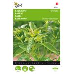 Basilic Fin vert- - Ocimum basilicum