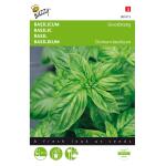 Basilic Grand vert - Ocimum basilicum