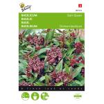 Basilic de Thailande Siam Queen - Ocimum basilicum