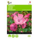 Lavatère Rose/Rouge - Lavatera trimestris